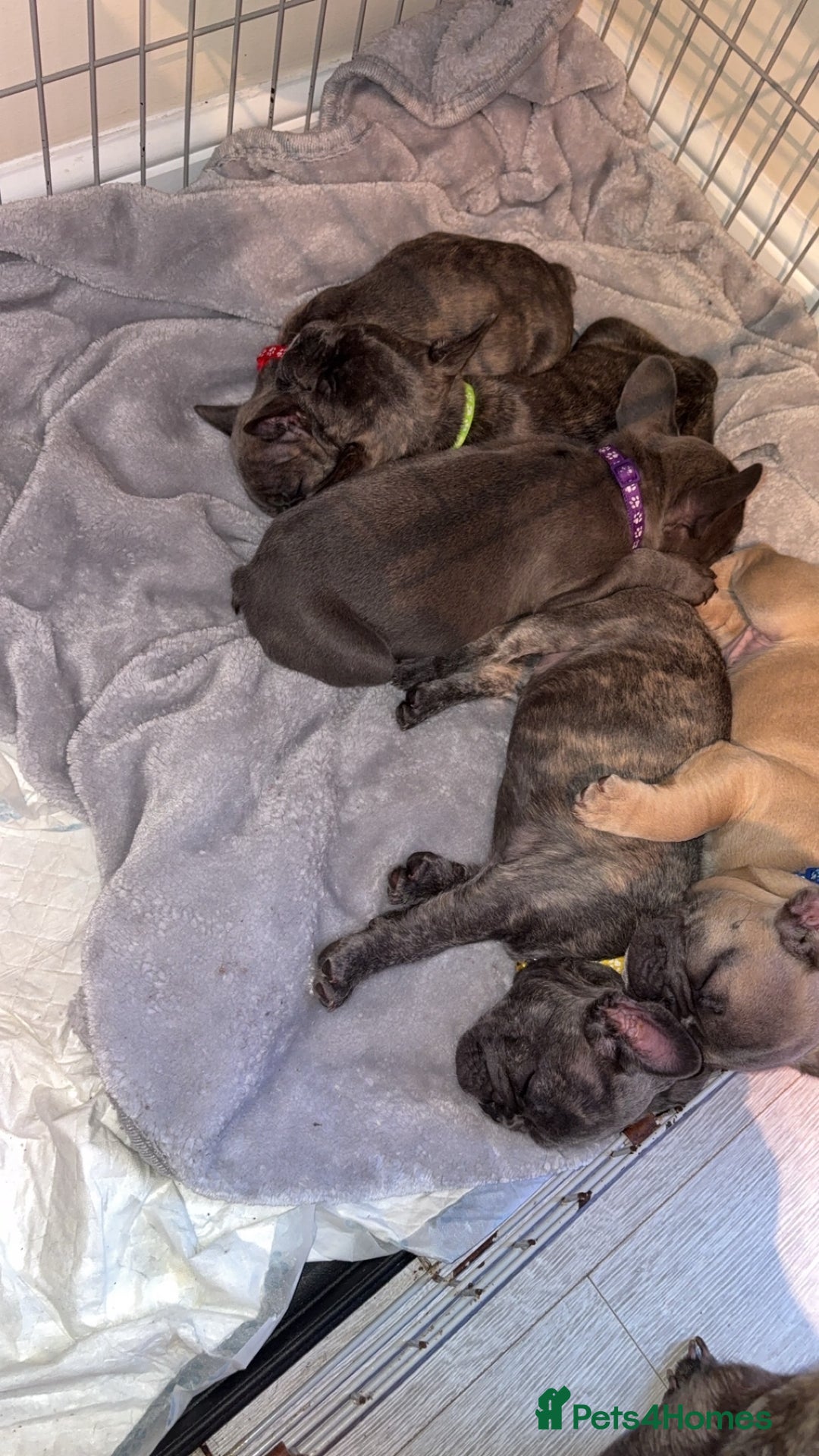 French Bulldog dogs for sale: Fench bulldog - Image 4