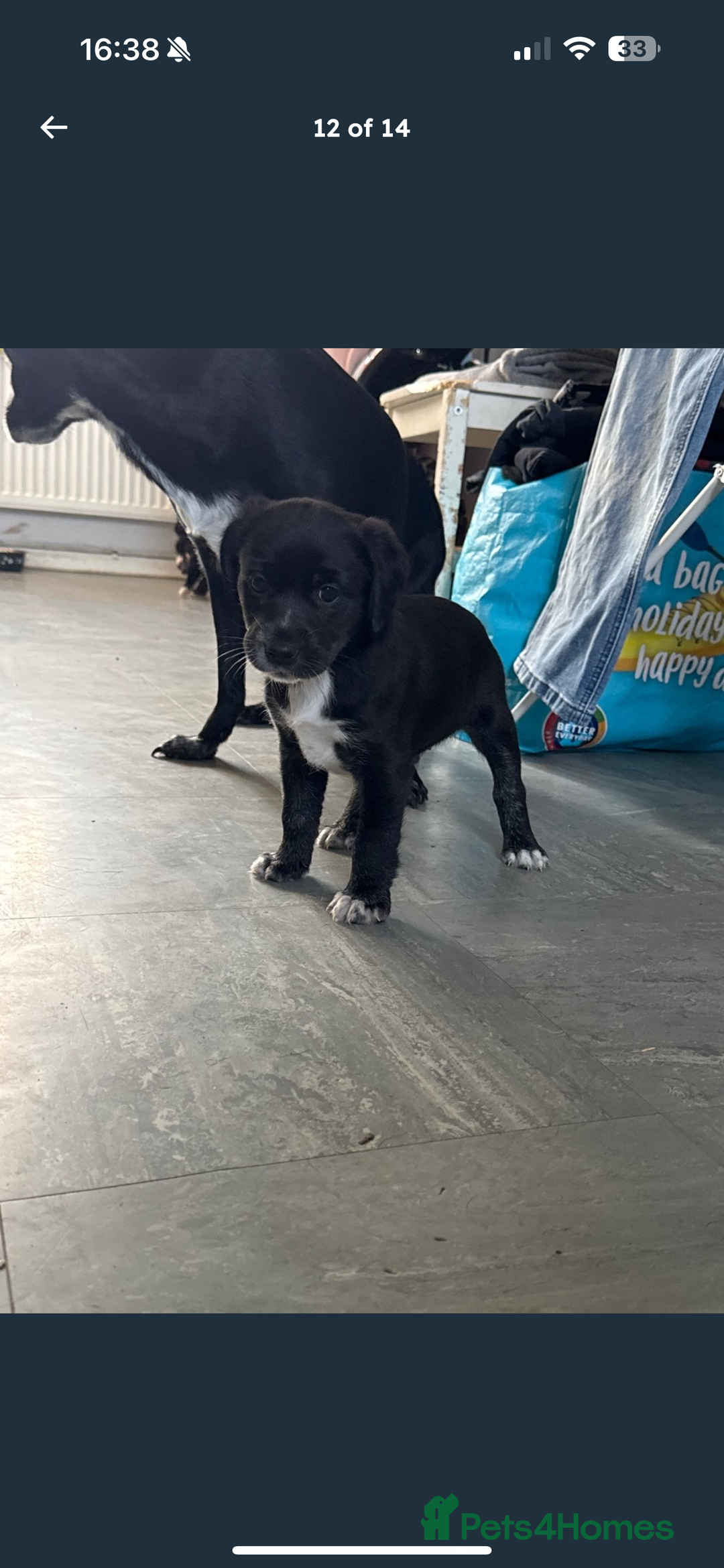 Mixed Breed dogs for sale: Beautiful puppys for sale  - Image 16