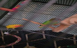 Lovebirds birds for sale: Love birds ready for new home  - Image 2