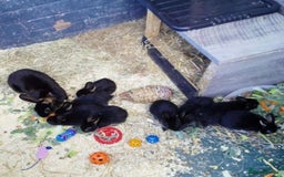 Rex rabbits for sale: 6 American White Rex bunnies - Image 1