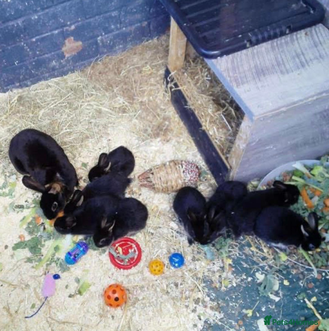 Rex rabbits for sale: 6 American White Rex bunnies - Image 1
