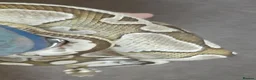 Python Snake reptiles for sale: Caramel ball python  - Advert 10