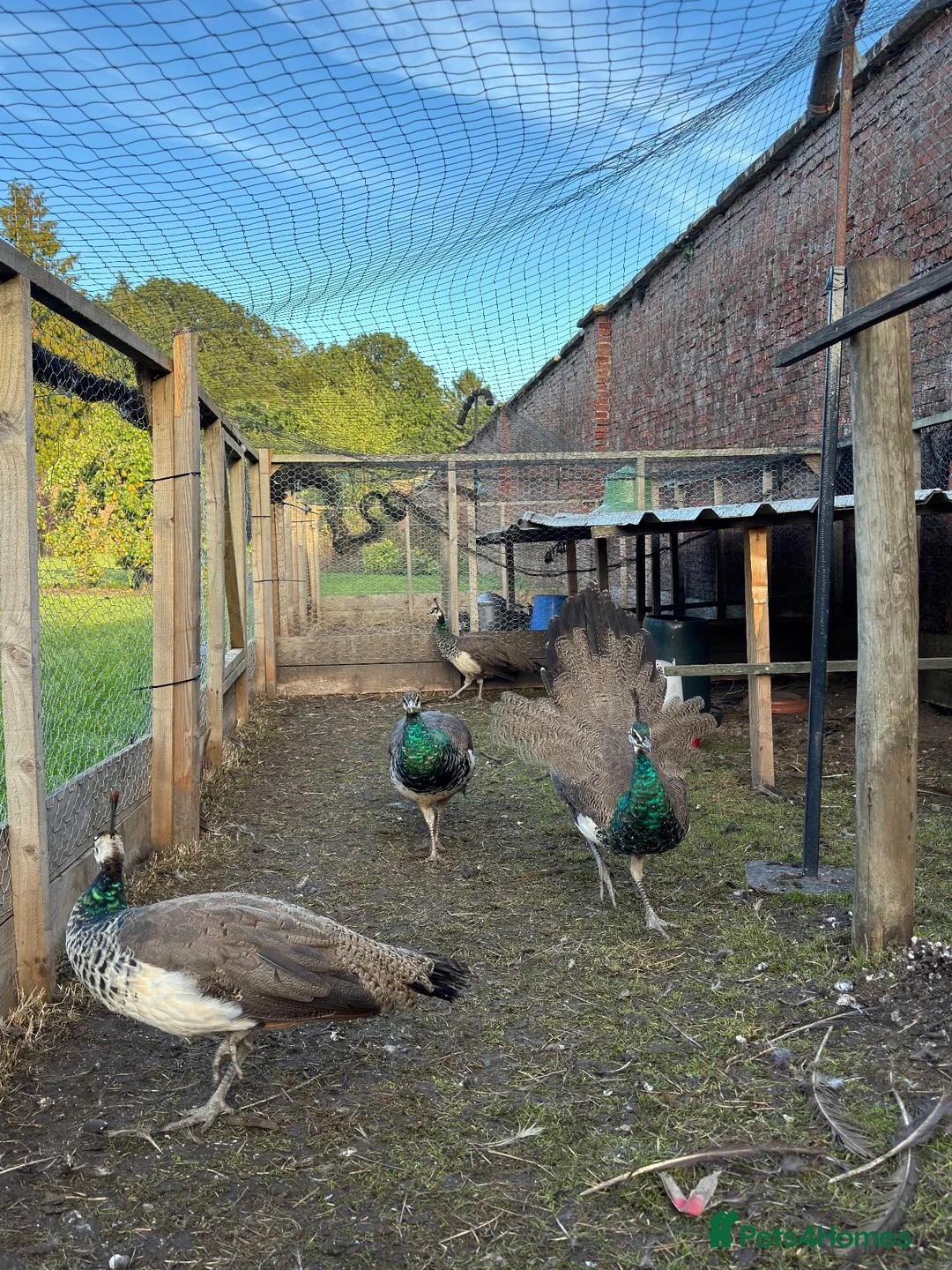 Peafowl poultry for sale: Indian Blue peacock and peahens - Advert 1
