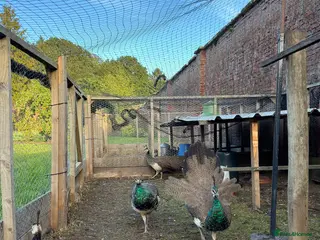 Peafowl poultry Indian Blue peacock and peahens - Advert 1