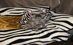 French Bulldog dogs for sale: 2 Year old male Blue Merle Frenchie - Image 5