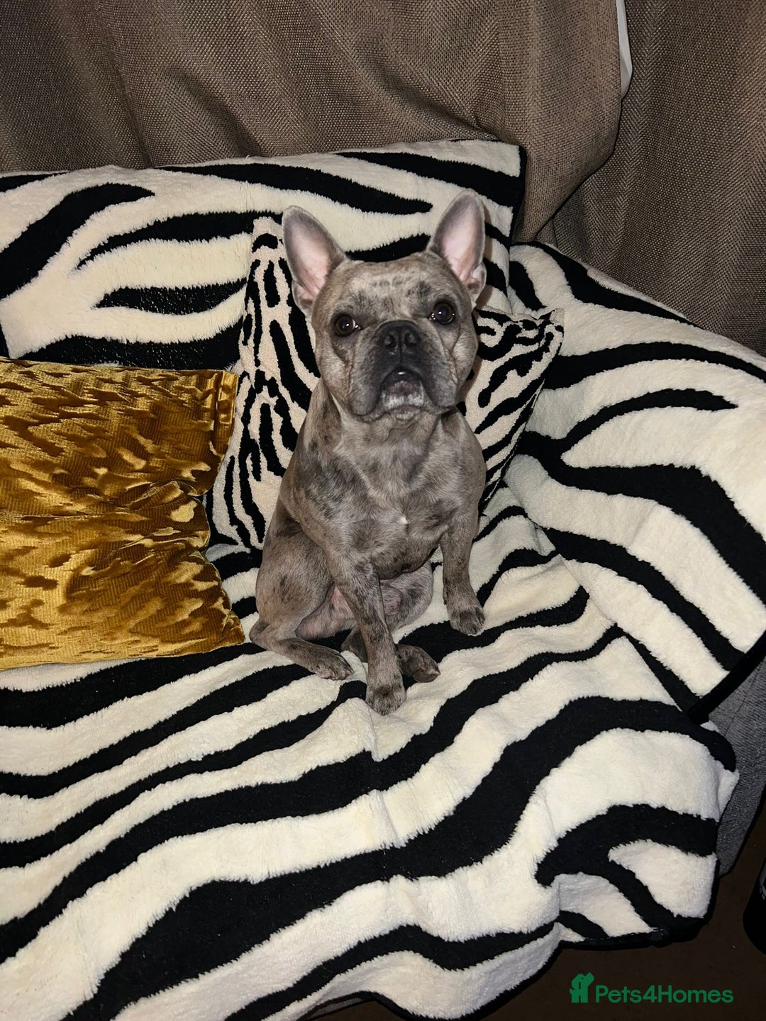 French Bulldog dogs for sale: 2 Year old male Blue Merle Frenchie - Image 5