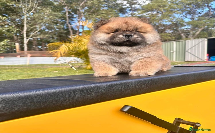 Chow Chow dogs - Advert 1