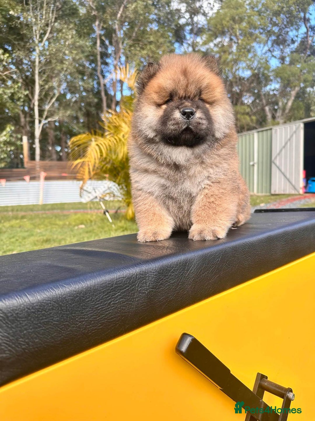 Chow Chow dogs for sale: Purebred Chow Chows Puppies  - Image 1