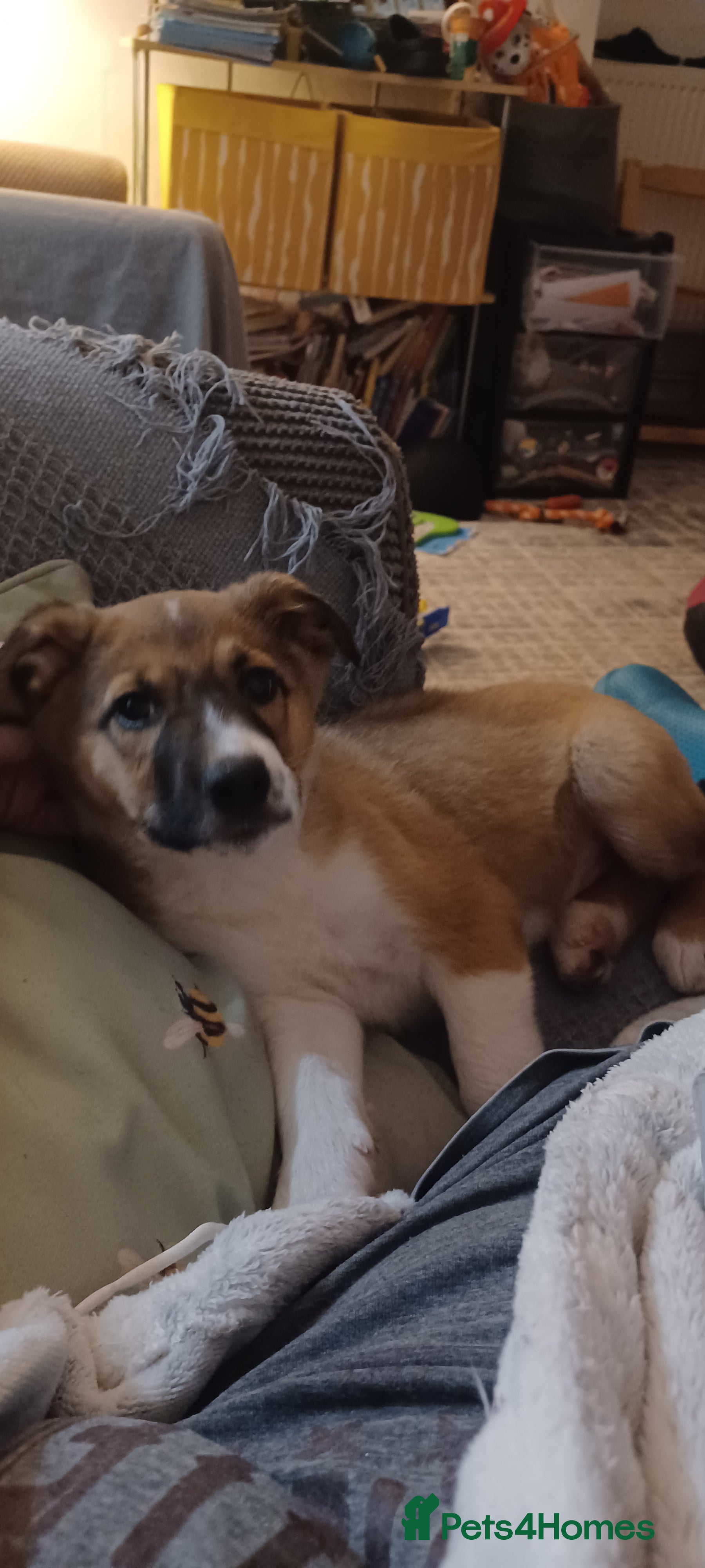 Border Collie dogs Collie puppies for sale ONLY BOYS AVAILABLE - Advert 4