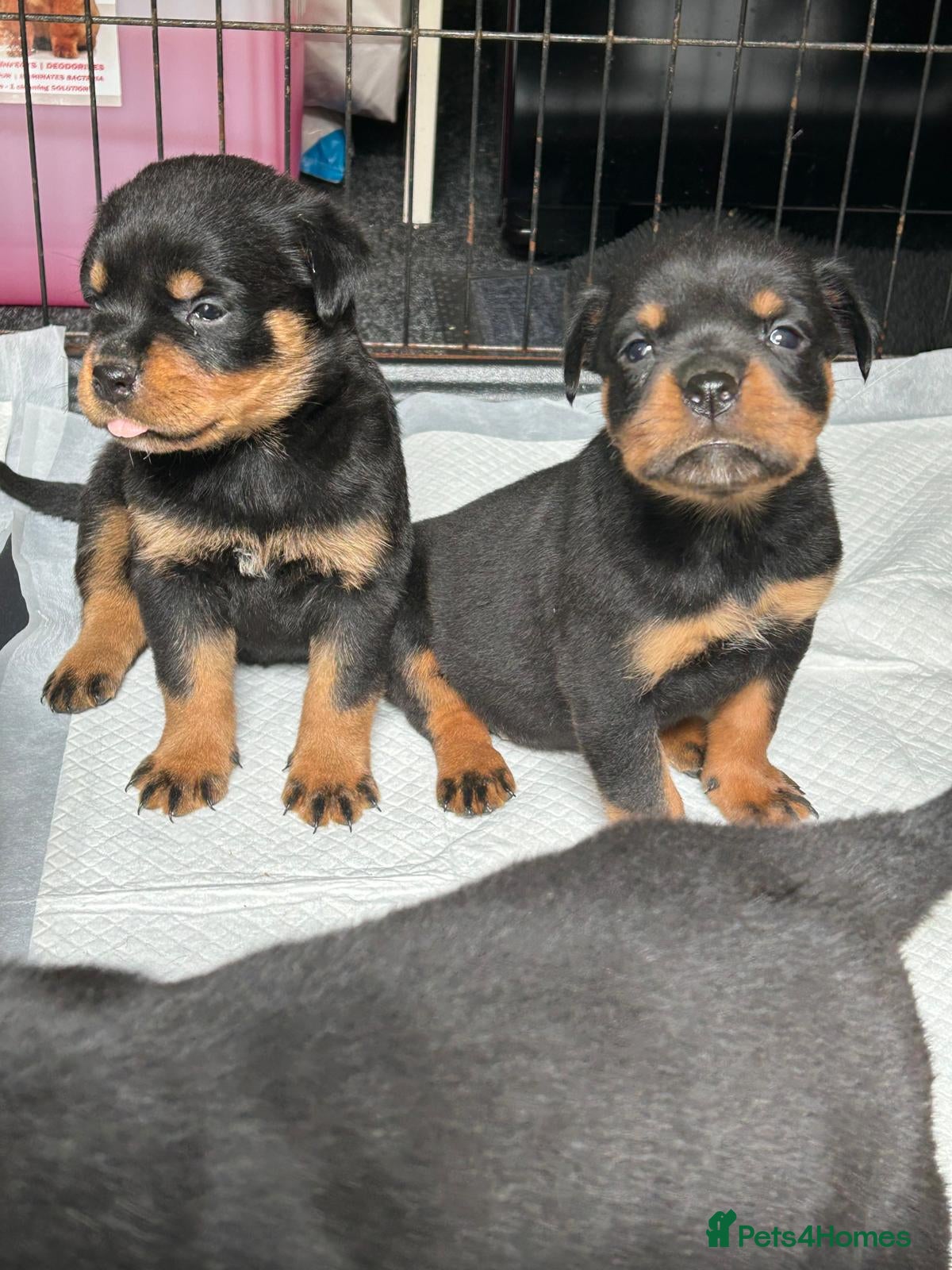 Rottweiler dogs Rottwiler puppies - Advert 1