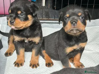 Rottweiler dogs Rottwiler puppies - Advert 1