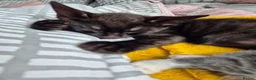 British Shorthair cats for sale: Stripy Black Kitten - Advert 7