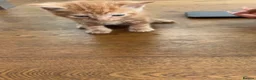 British Shorthair cats for sale: Kittens for sale - Advert 5