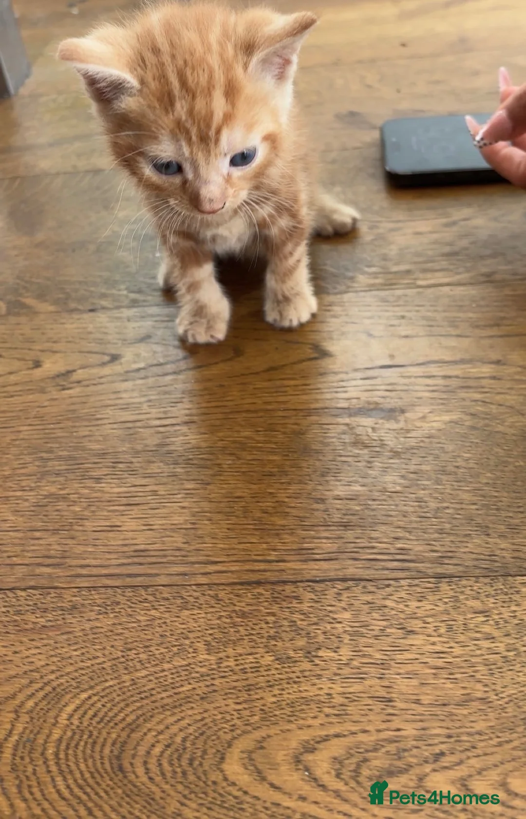 British Shorthair cats for sale: Kittens for sale - Advert 5