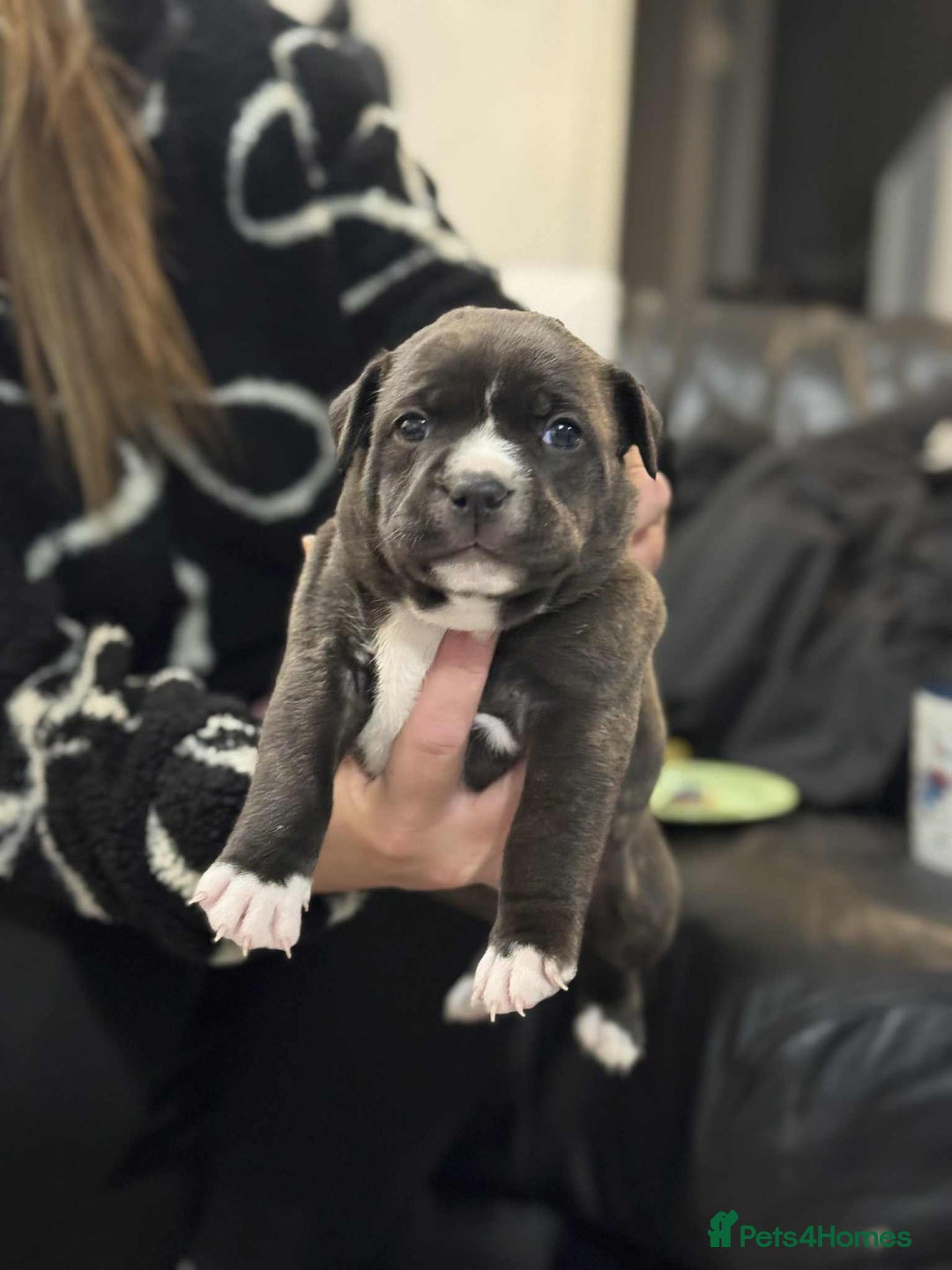 Staffordshire Bull Terrier dogs for sale: Kc registered Staffordshire bull terriers - Advert 4