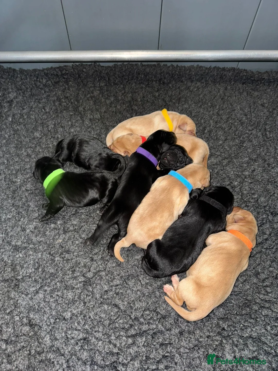 Labrador Retriever dogs for sale: Beautiful Labrador Puppies in Witham - Advert 6