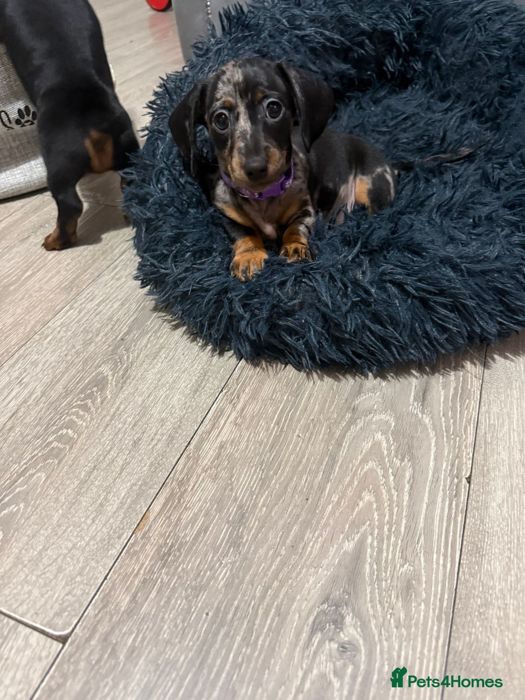 Miniature Dachshund dogs for sale: 8 Week Old Miniature Dachshund Puppies  - Advert 27