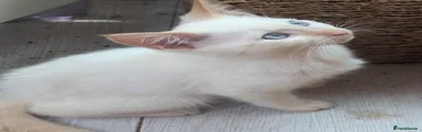 Siamese 2