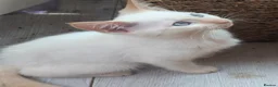 Siamese cats for sale: Flame point siamese  - Advert 2