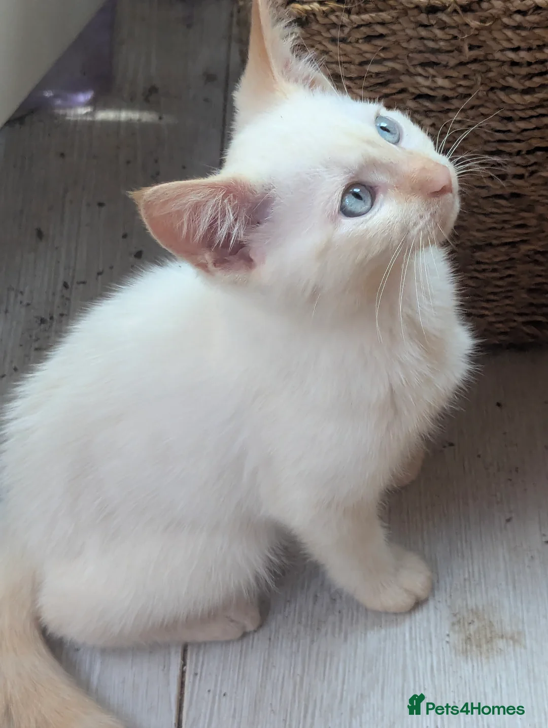 Siamese cats for sale: Flame point siamese  - Advert 2