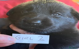 Mixed Breed dogs for sale: Black Shepherd Puppies - Advert 5