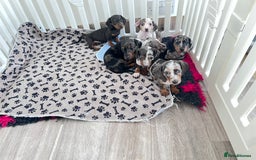 Miniature Dachshund dogs for sale: Beautiful sausages available - Image 4