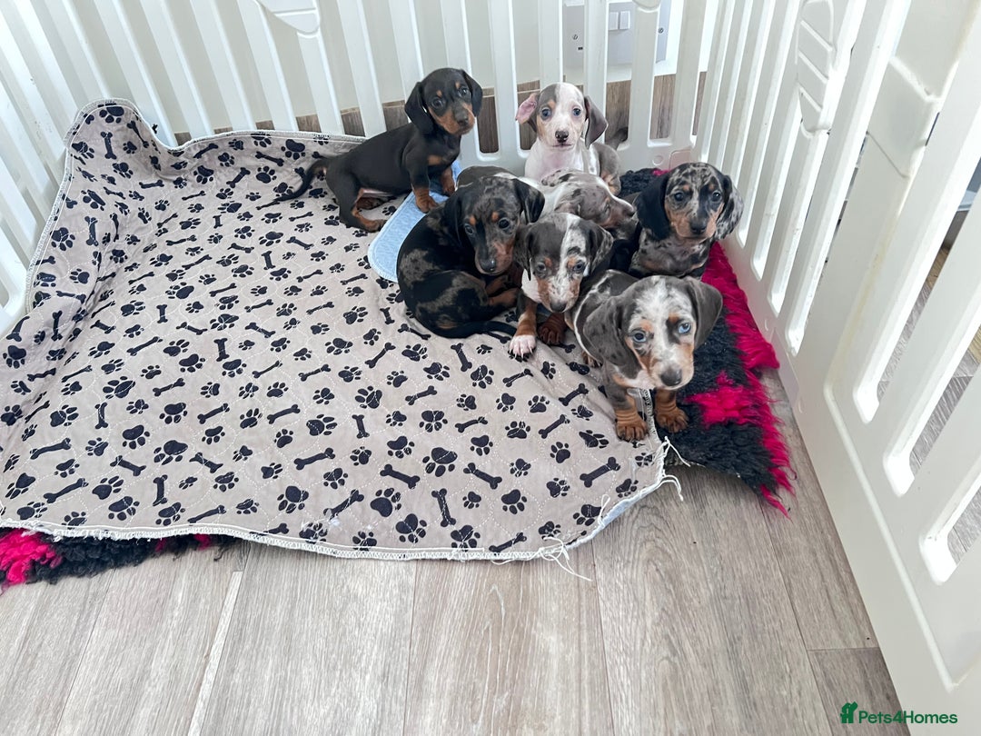 Miniature Dachshund dogs for sale: Beautiful sausages available - Image 4