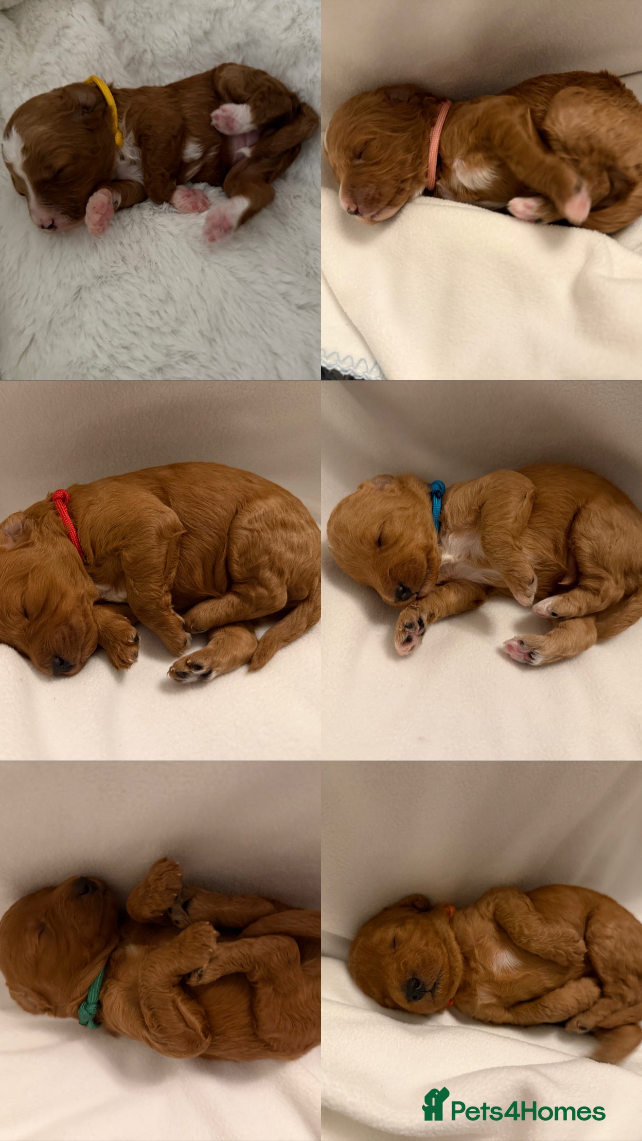 Australian Labradoodle dogs Australian Labradoodle puppies  - Advert 2