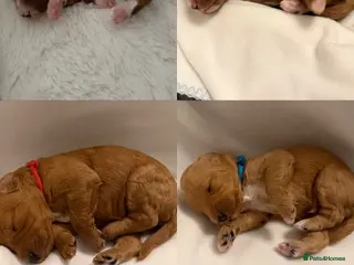 Australian Labradoodle dogs Australian Labradoodle puppies - Advert 2