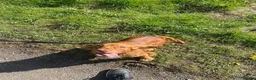 Cocker Spaniel dogs for sale: Beautiful ginger cocker spaniel boy  in Chester-le-Street - Advert 3