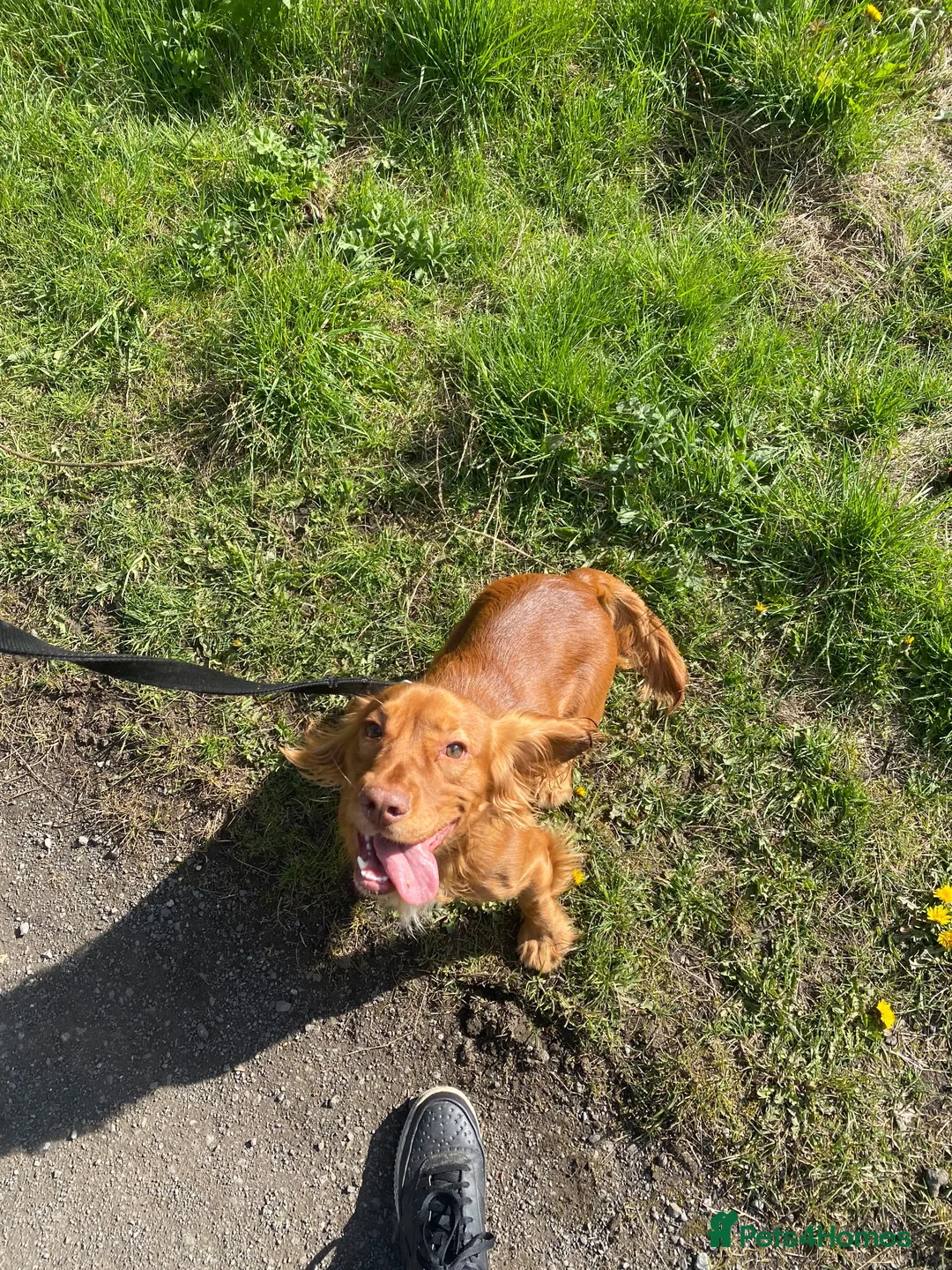 Cocker Spaniel dogs for sale: Beautiful ginger cocker spaniel boy  in Chester-le-Street - Advert 3