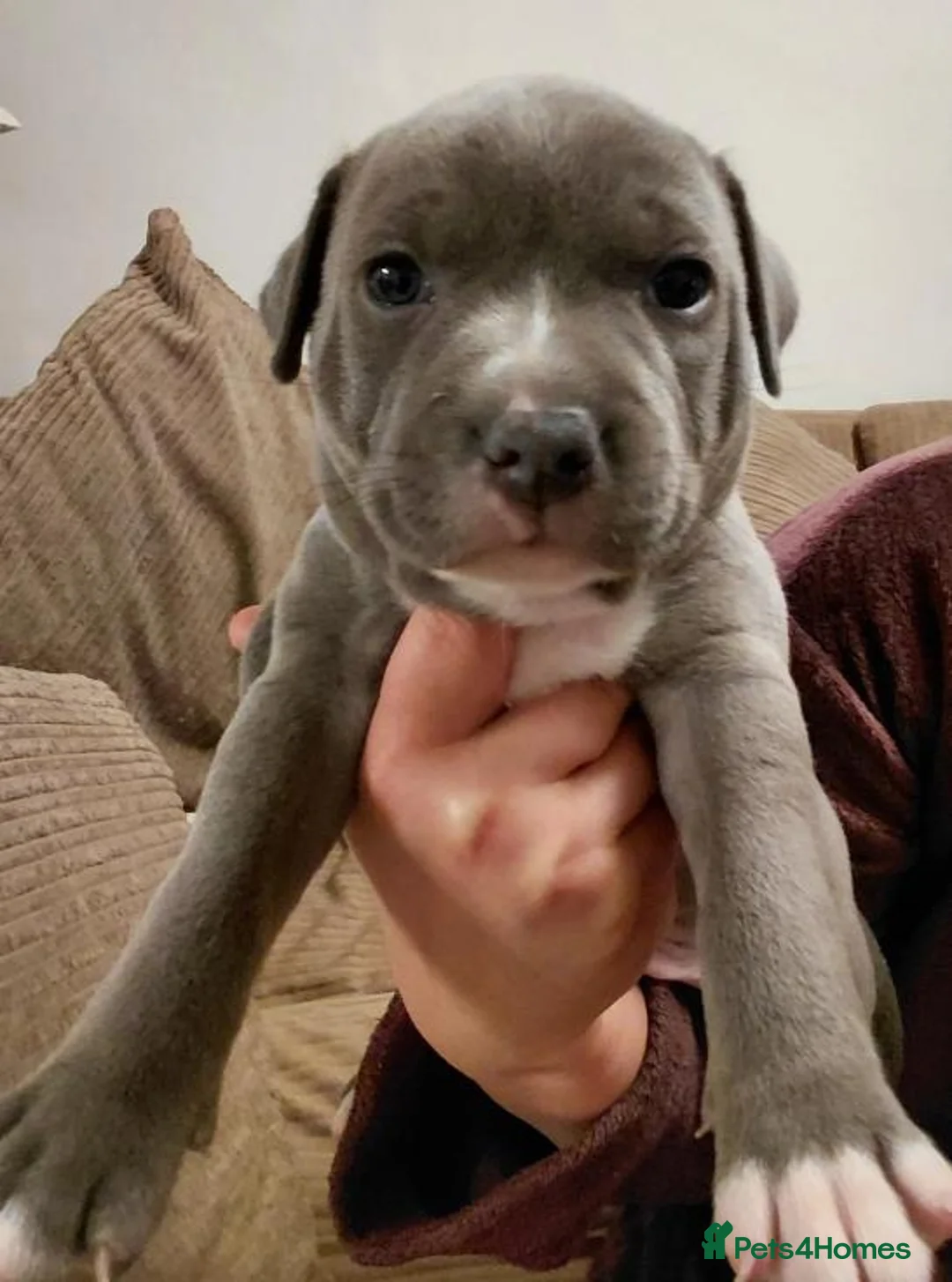 Staffordshire Bull Terrier dogs for sale: Beautiful Blue Staffordshire Bull Terrier Puppies - Advert 2