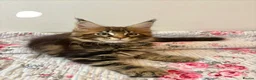 Maine Coon cats for sale: Full Maine Coon Kittens - Advert 18