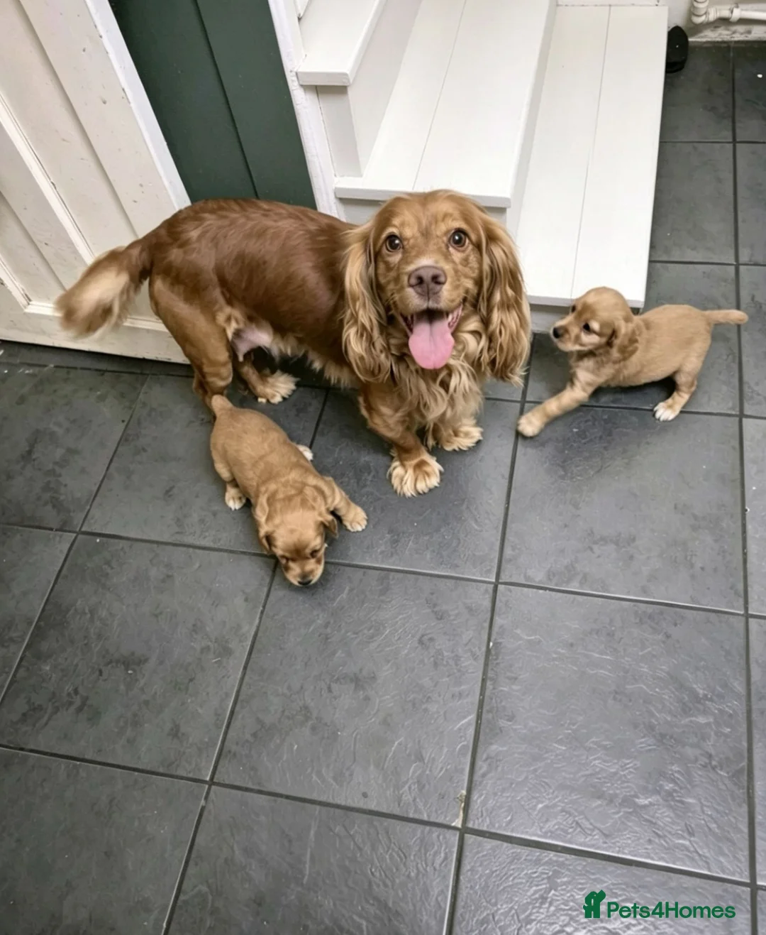 Cocker Spaniel dogs for sale: Working Cocker spaniel puppies for sale  - Advert 2