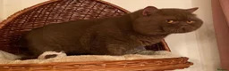 British Shorthair cats for sale: Tica registered British Shorthair Boy in Wigan - Advert 5