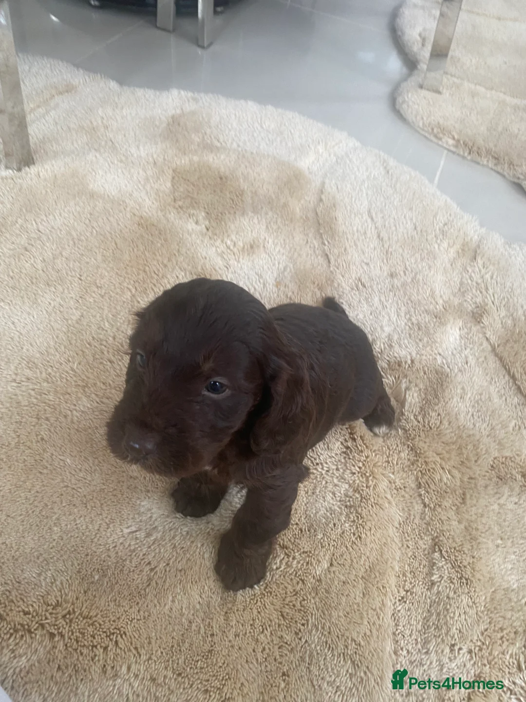 Cockapoo dogs for sale: Cockapoo puppies  - Advert 5