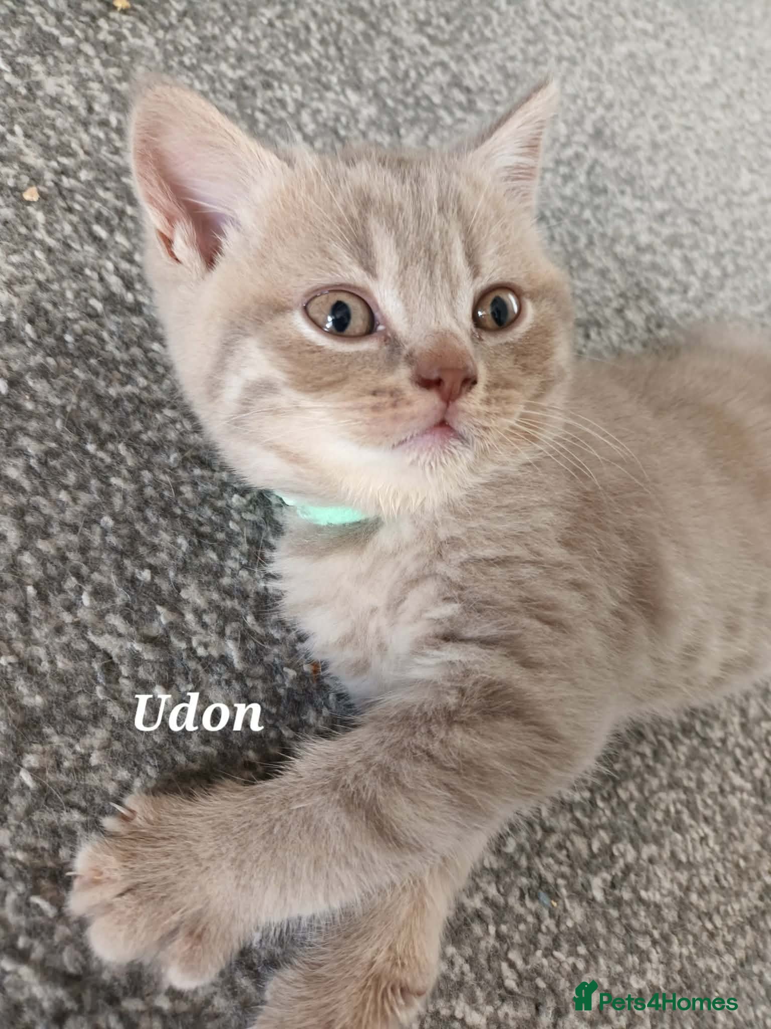 British Shorthair cats Rose Gold British Shorthair  - Advert 10