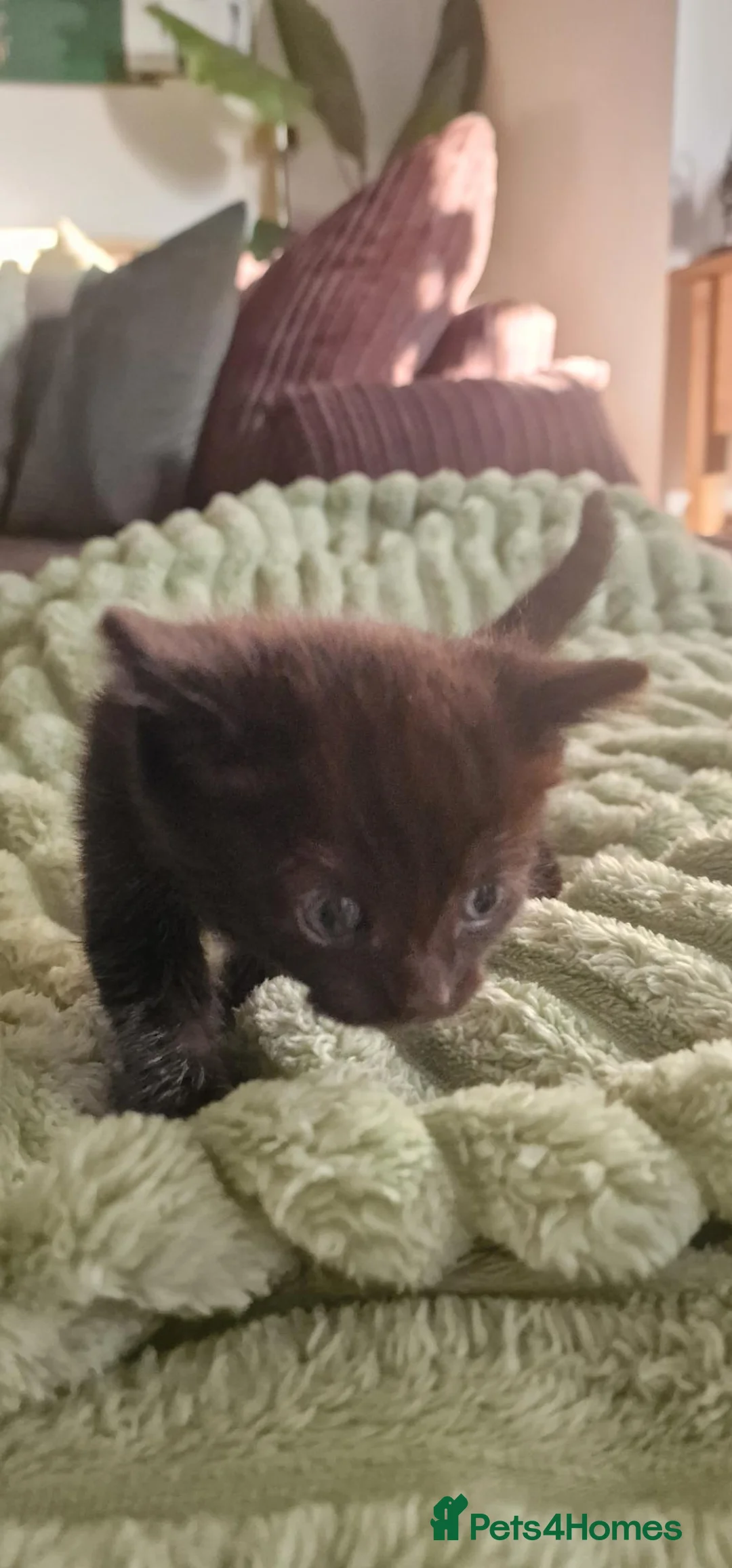 Mixed Breed cats for sale: Ragdoll X Bengal kittens - Advert 39