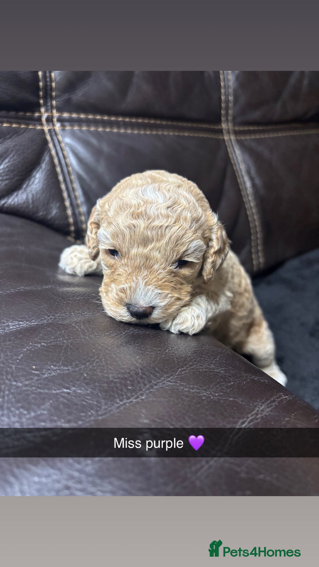 Cockapoo dogs for sale: 6 f2 cockapoo puppies for sale 🐶 - Advert 5