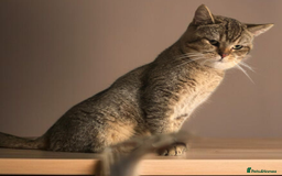 British Shorthair cats for sale: GCCF Active entire male - Image 7