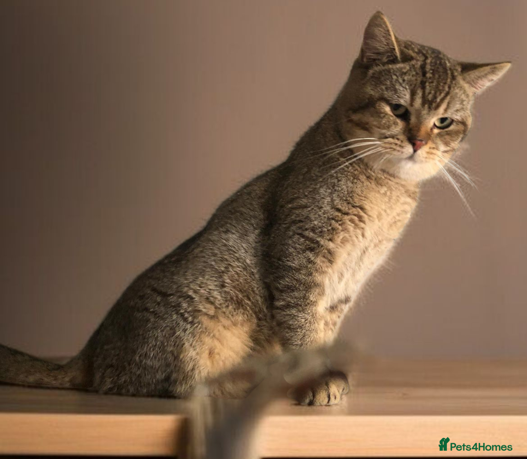 British Shorthair cats for sale: GCCF Active entire male - Image 7