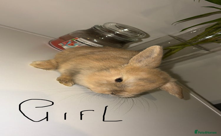 Mini Lop rabbits - Advert 12