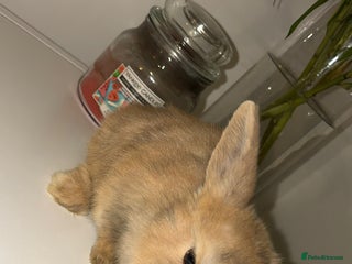 Mini Lop rabbits - Advert 6