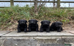 Labrador Retriever dogs for sale: 7 Beautiful Labradors  - Image 7