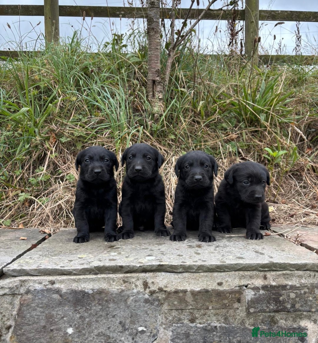 Labrador Retriever dogs for sale: 7 Beautiful Labradors  - Image 7