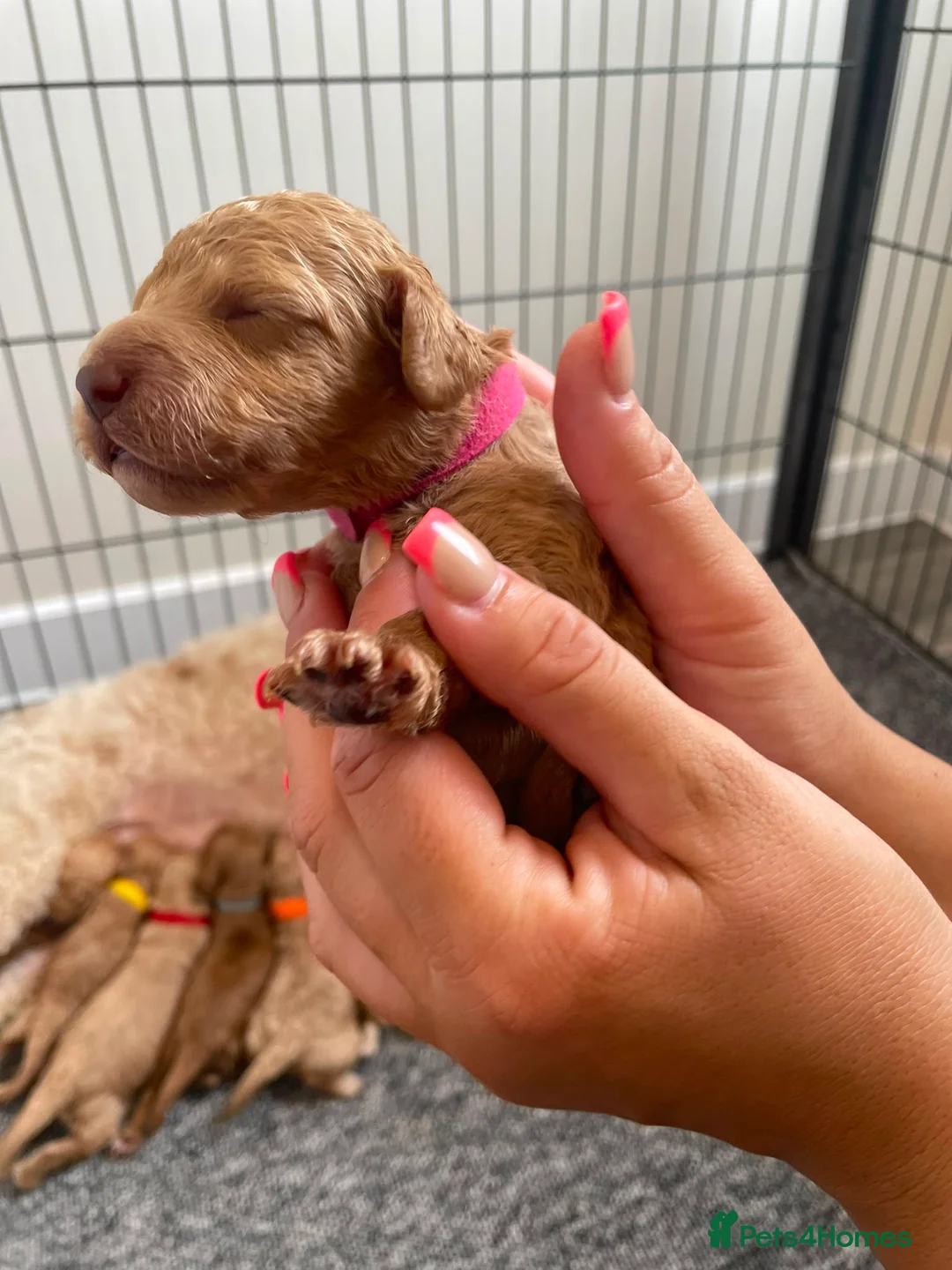 Cockapoo dogs for sale: Beautiful Cockapoo Puppies in Bristol - Advert 2