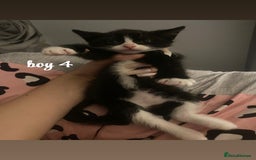 Mixed Breed cats for sale: beautiful kittens for sale(deposit required) - Image 10