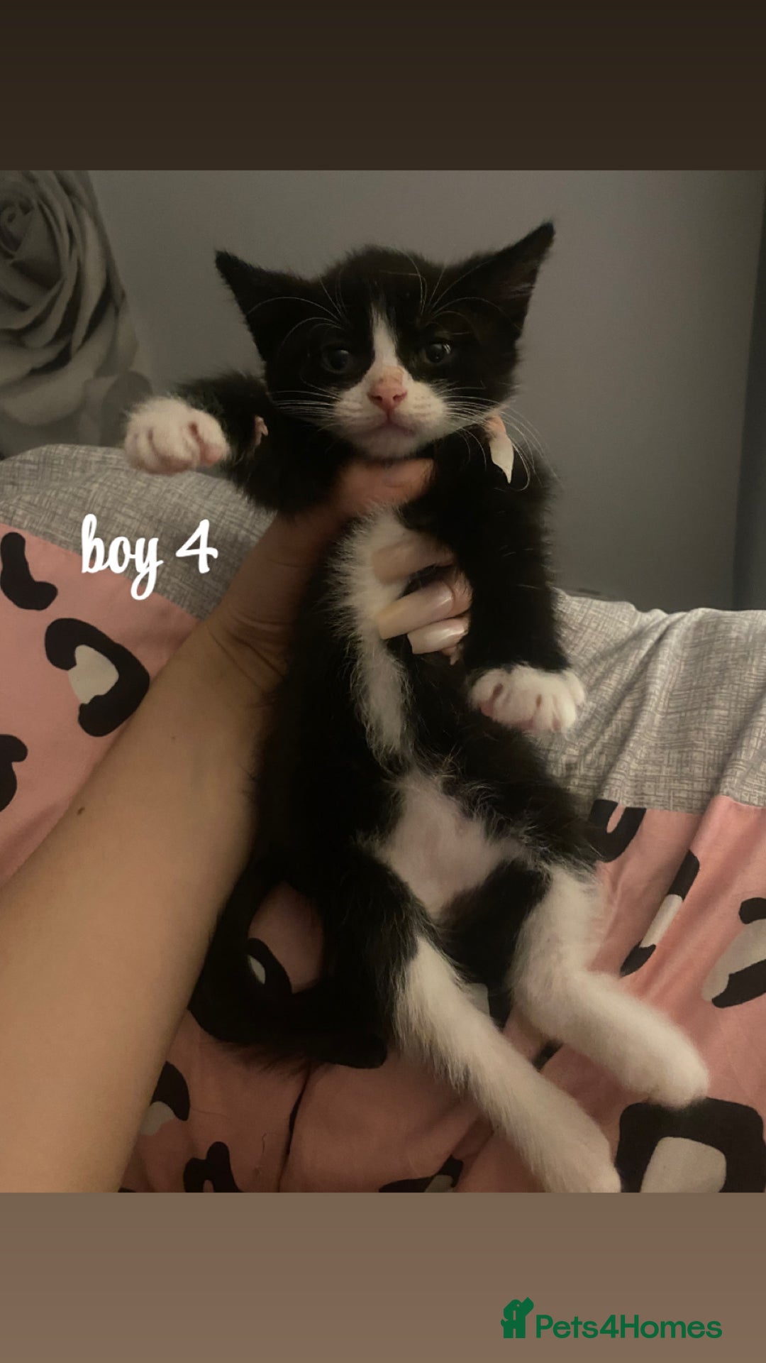 Mixed Breed cats for sale: beautiful kittens for sale(deposit required) - Image 10