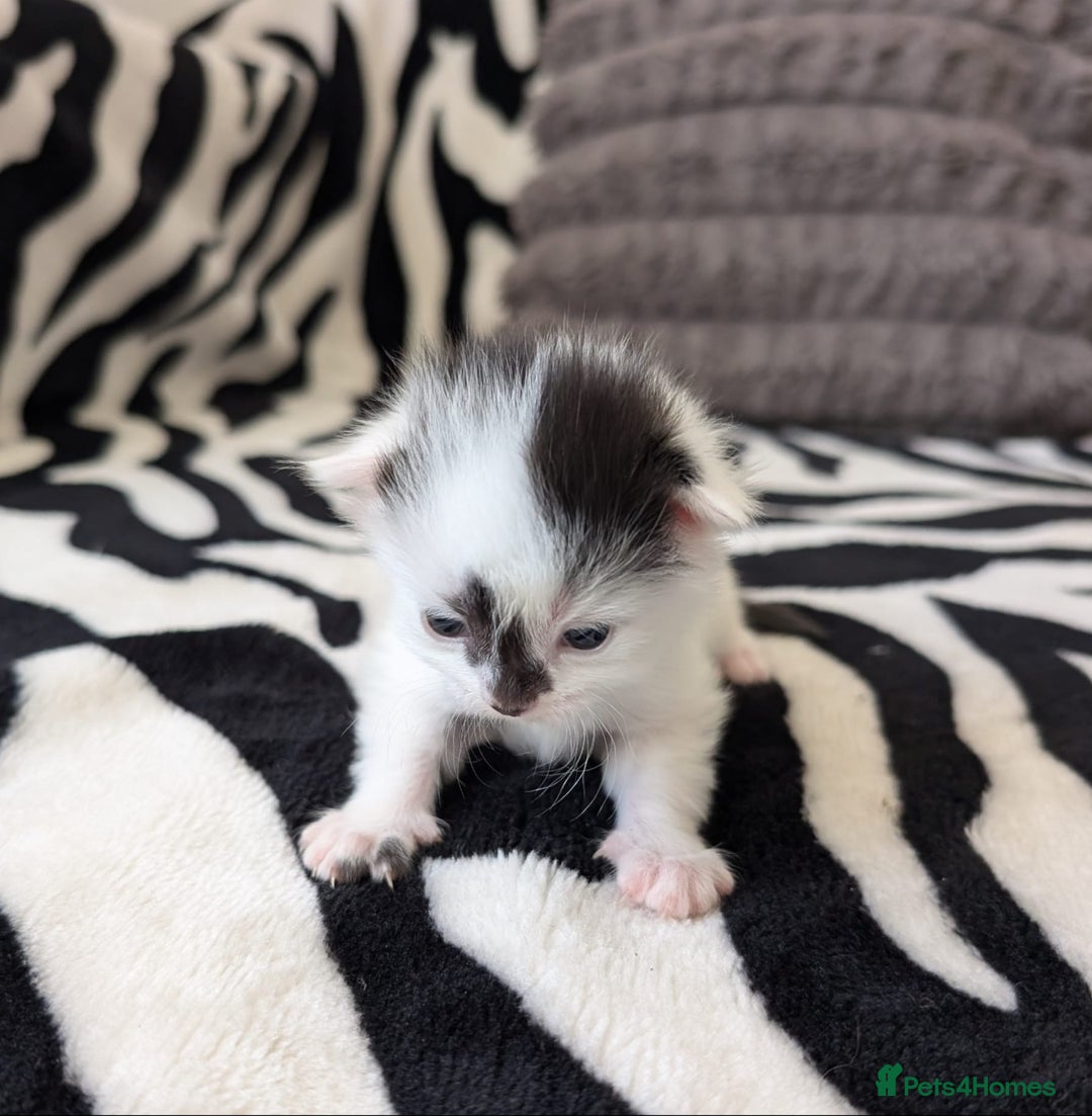 Mixed Breed cats for sale: Kittens  - Image 8
