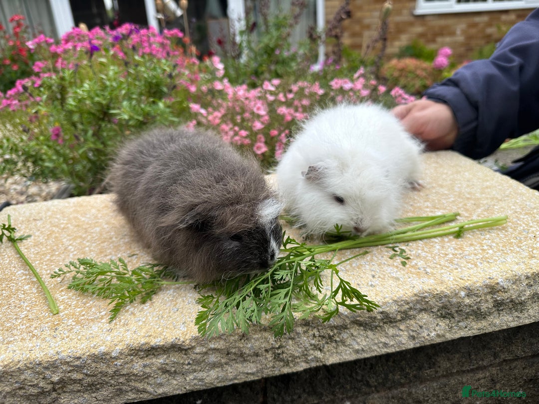 Guinea Pig rodents for sale: Beautiful Swiss guinea pig sows (girls) - Image 1